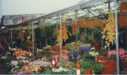 オランダ　シンゲルの花市場