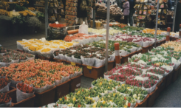 オランダ　シンゲルの花市場