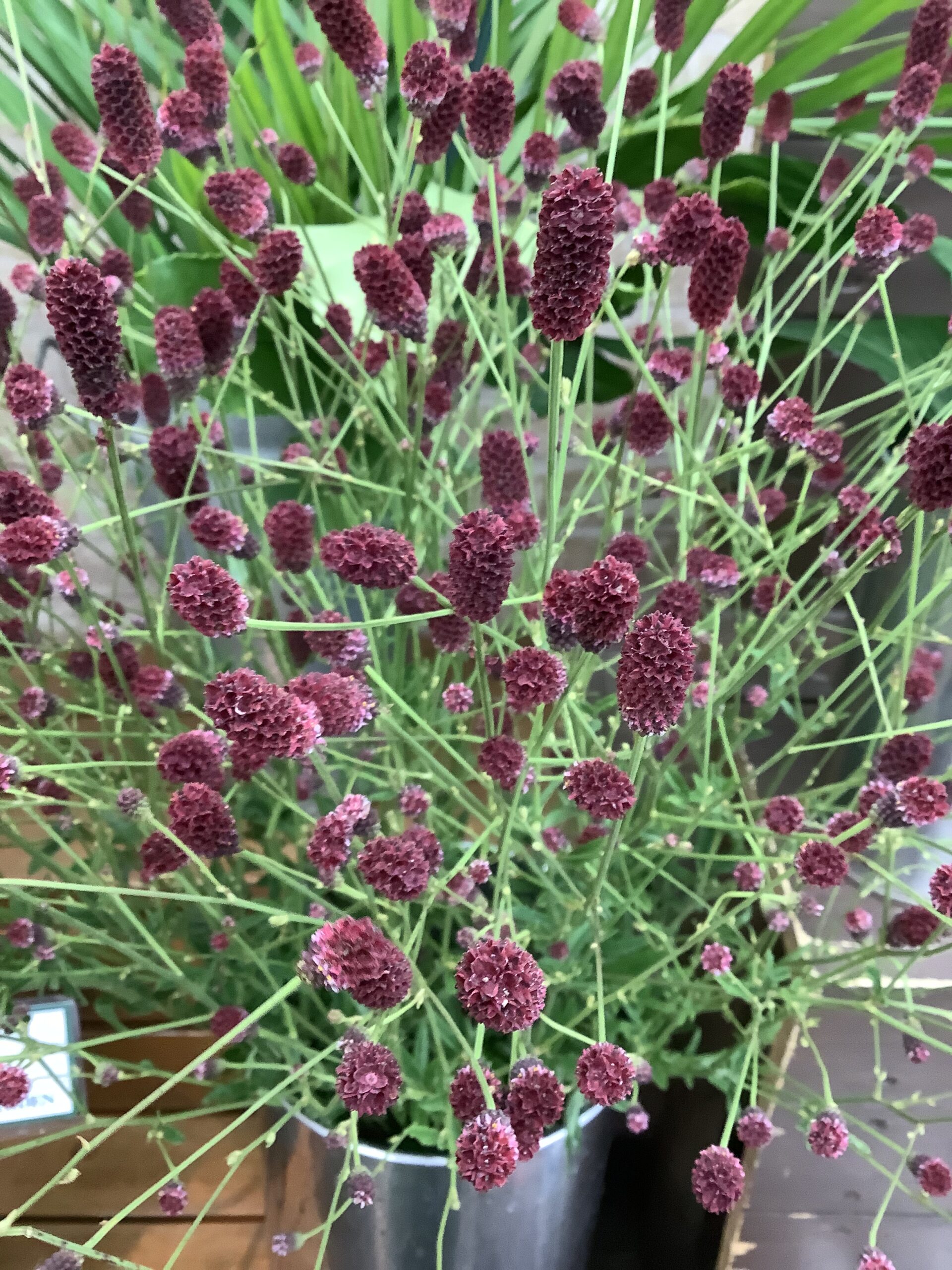 東京 西葛西のお花屋さん 東京フラワーマーケット トップページ