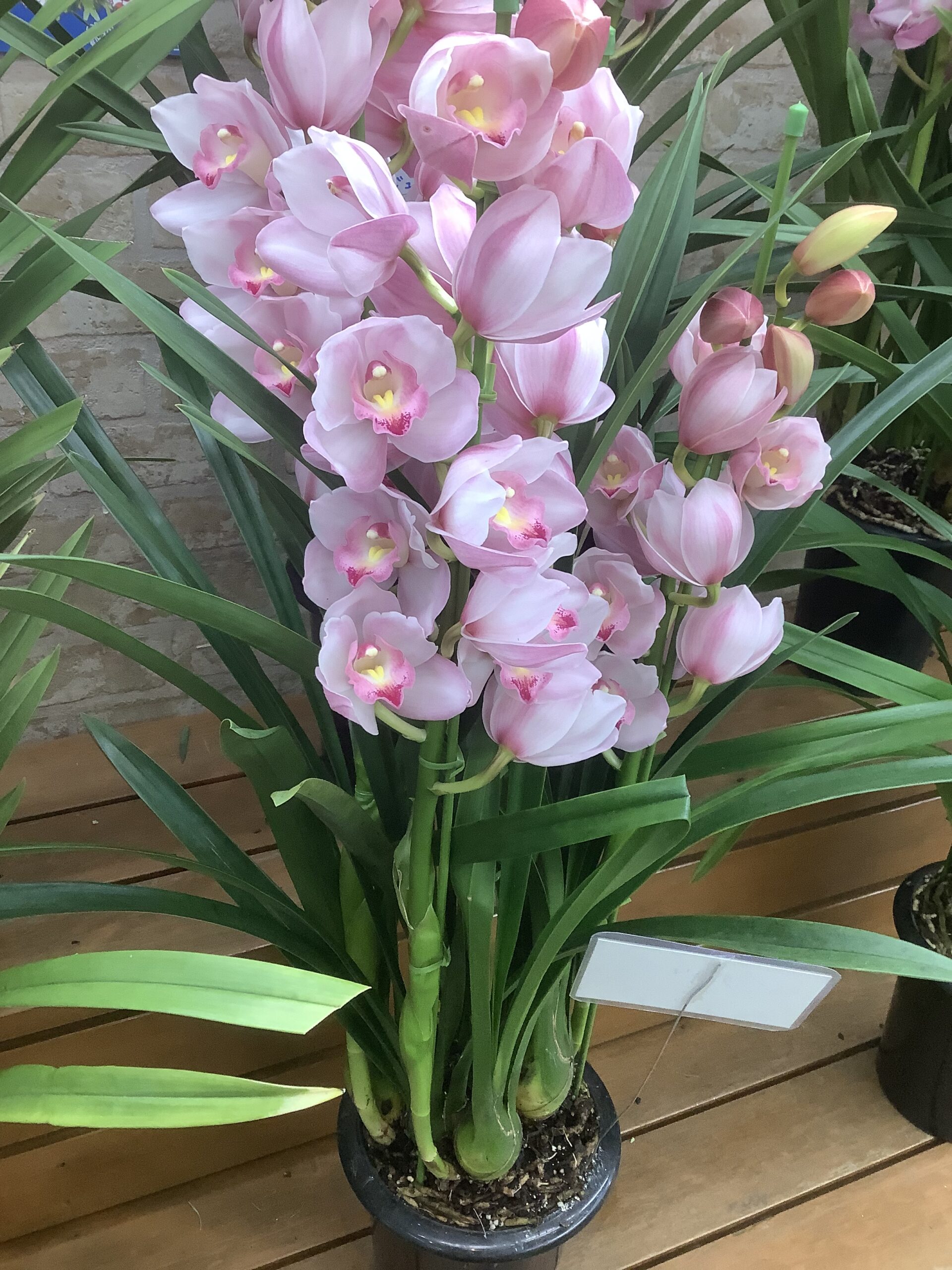 東京 西葛西のお花屋さん 東京フラワーマーケット トップページ