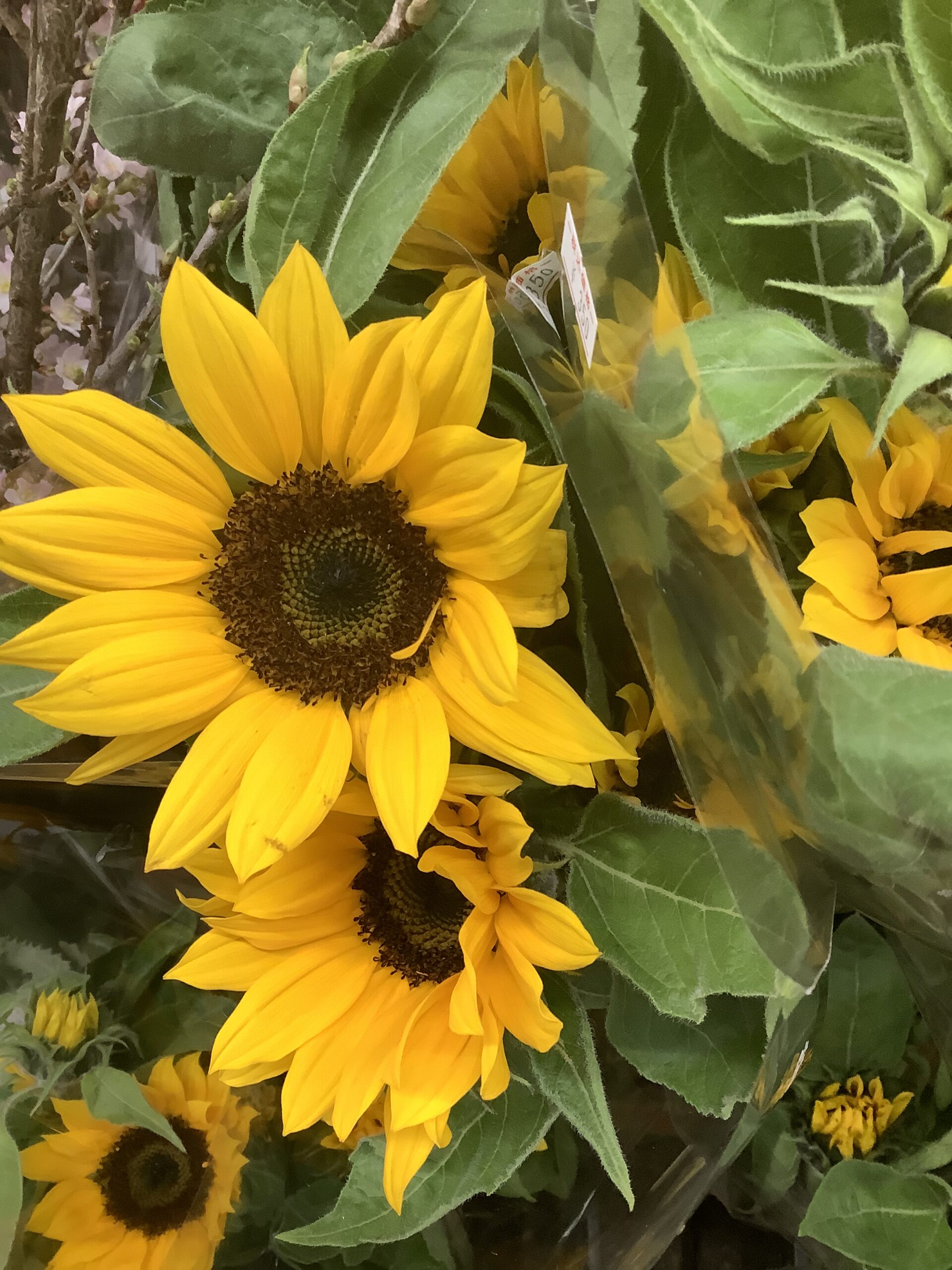 東京 西葛西のお花屋さん 東京フラワーマーケット トップページ